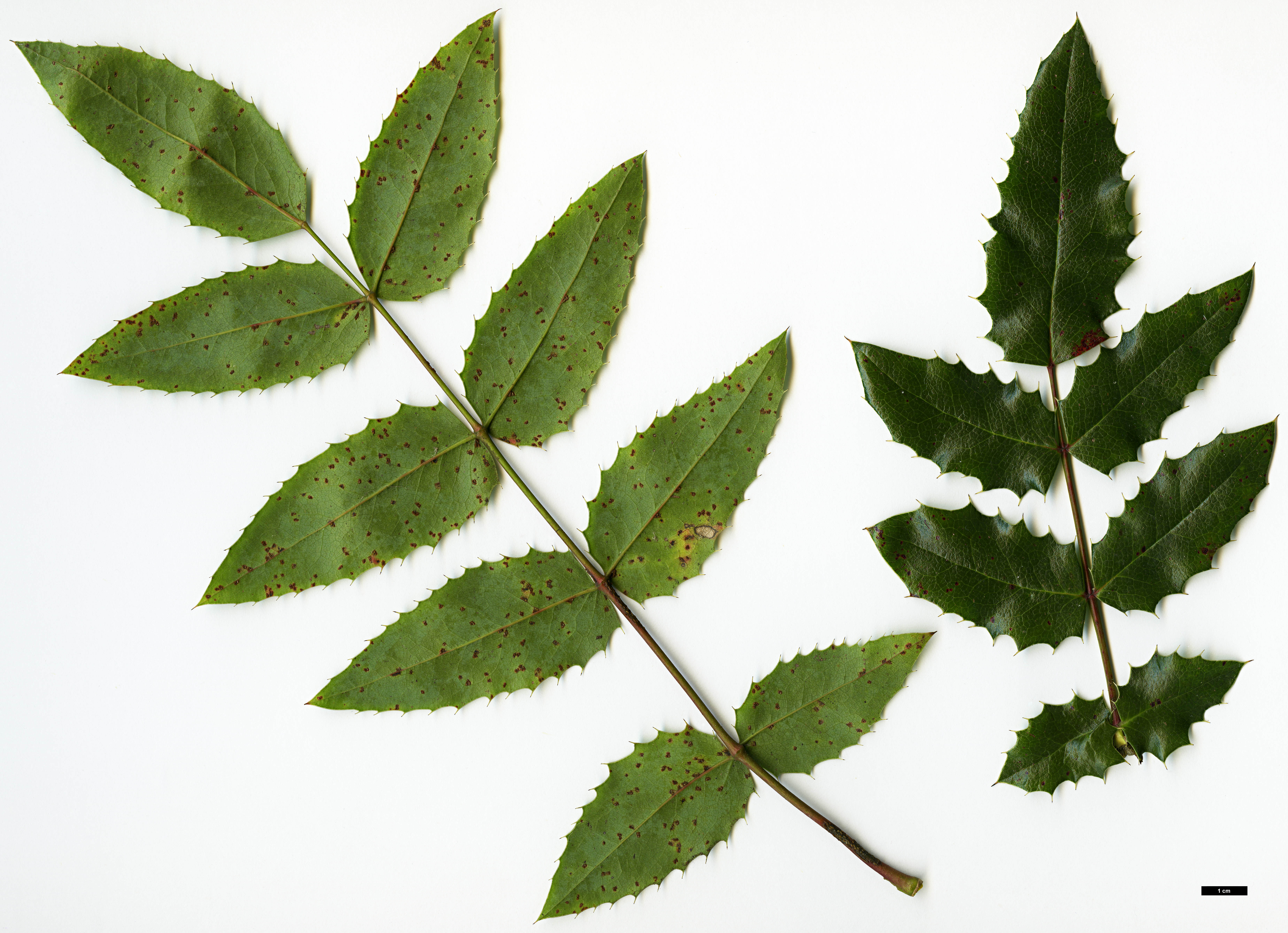 High resolution image: Family: Berberidaceae - Genus: Mahonia - Taxon: ×wagneri (M.aquifolium  × M.pinnata)